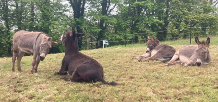 Adopt a Clovelly donkey