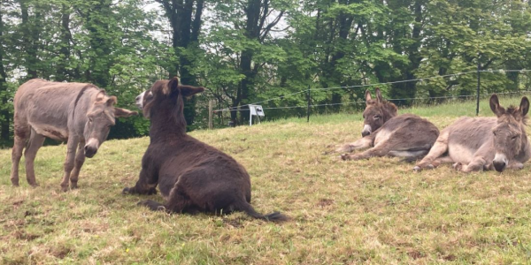 Adopt a Clovelly donkey