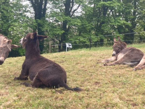 Become a Friend of the Clovelly Donkeys