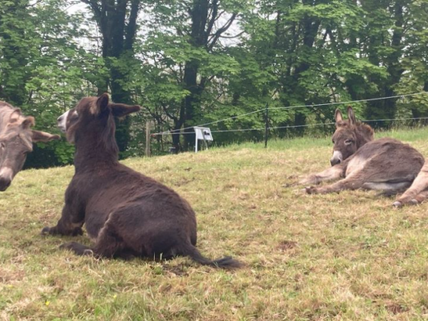 Adopt a Clovelly donkey