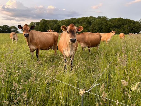 Cow Cuddling Experience
