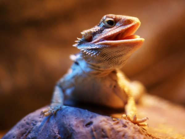 Reptile Encounter Experience