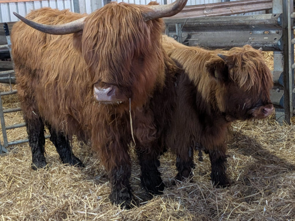 Spring 'Dates or Mates' Farm Night - 24th May