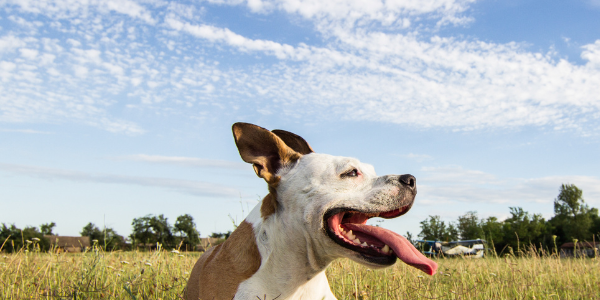 Olivers Dog Walking Field