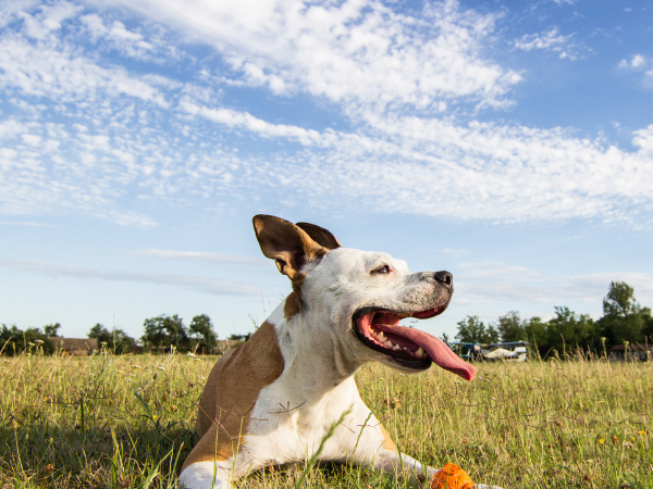 Olivers Dog Walking Field