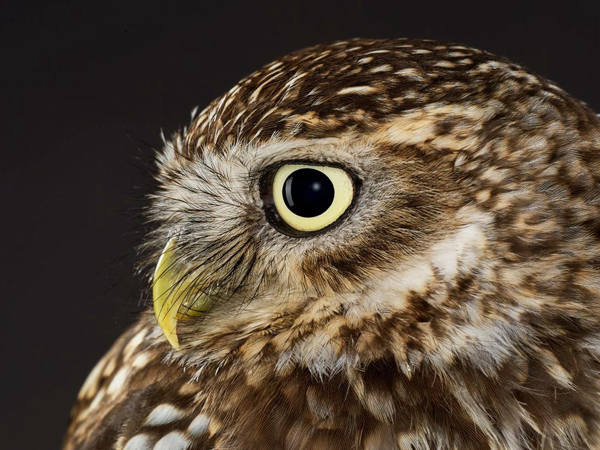 British Nature Educational Animal Encounters