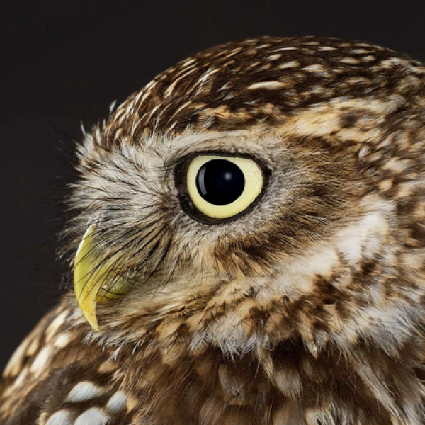 British Nature Educational Animal Encounters