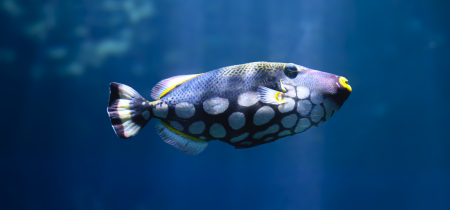 A blue and white spotted fish illuminated by shafts of light