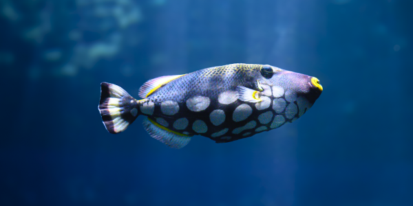 A blue and white spotted fish illuminated by shafts of light