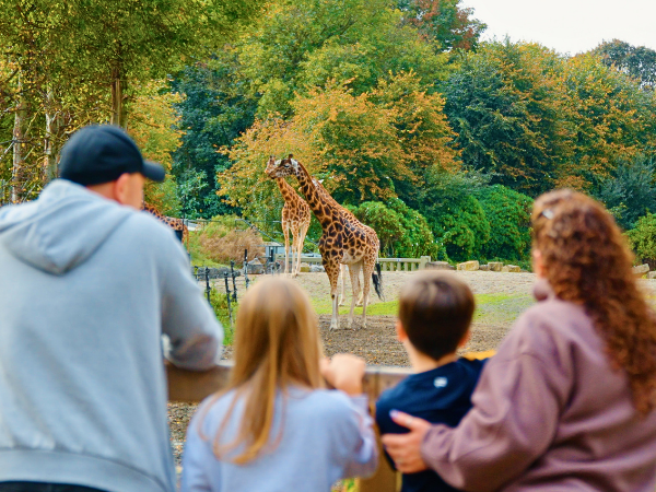 A family view two giraffes standing in a zoo enclosure, with trees and greenery in the background.