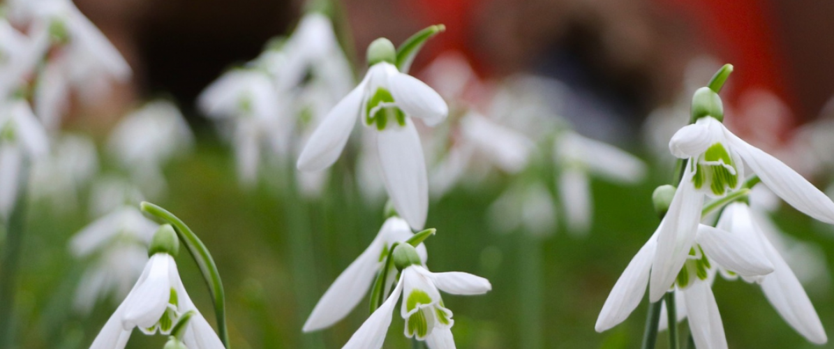 Donate to Painswick Rococo Garden