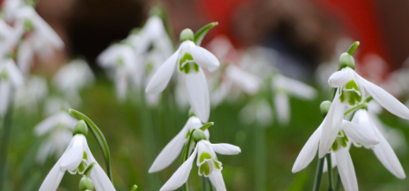 Donate to Painswick Rococo Garden