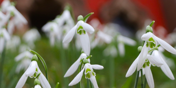 Donate to Painswick Rococo Garden