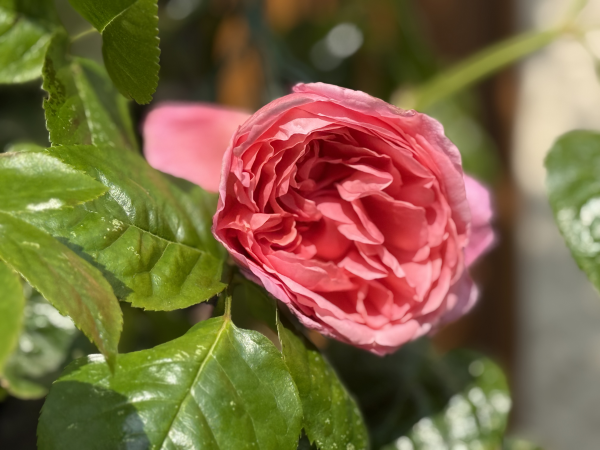 Pepper Hill Growers Gardening Talks