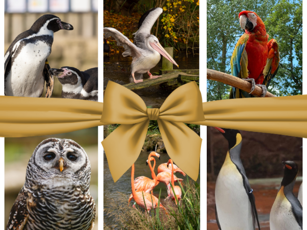 Gift Vouchers