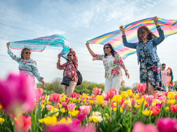 Tulleys Tulip Fields Hertfordshire 2026