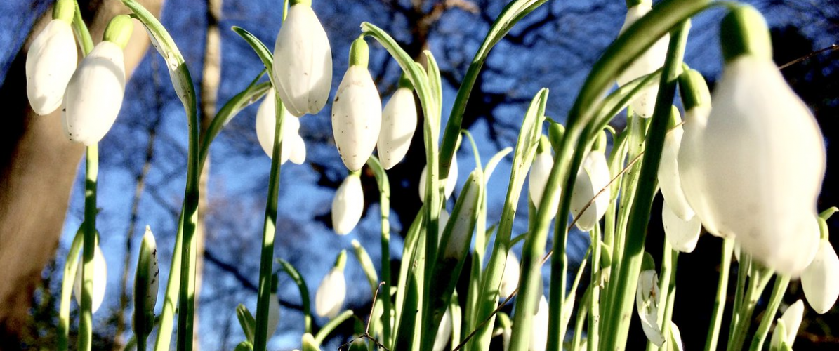 Snowdrop Festival