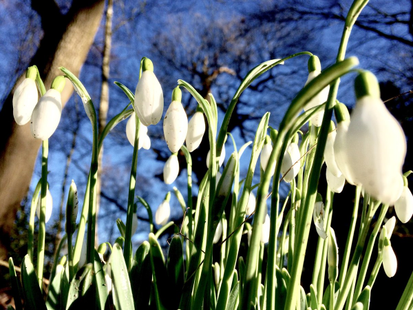 Snowdrop Festival