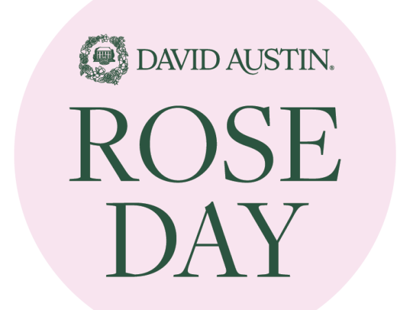 David Austin Rose Day - Oakham
