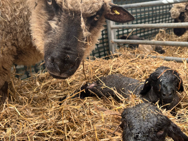 Live Lambing Tickets