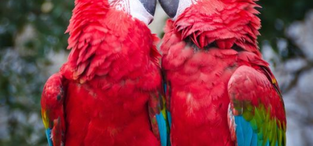 Adopt a Green Winged Macaw