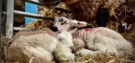 Lambing Week 2025