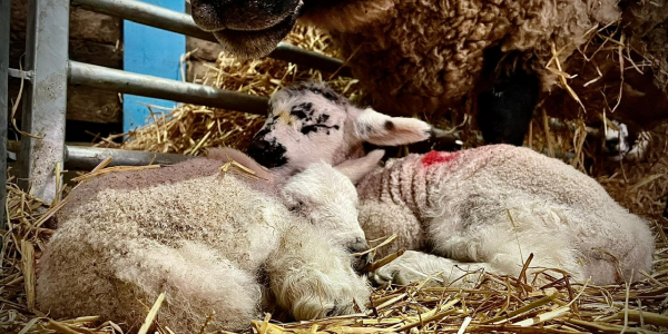 General Admission including Lambing Week 2025