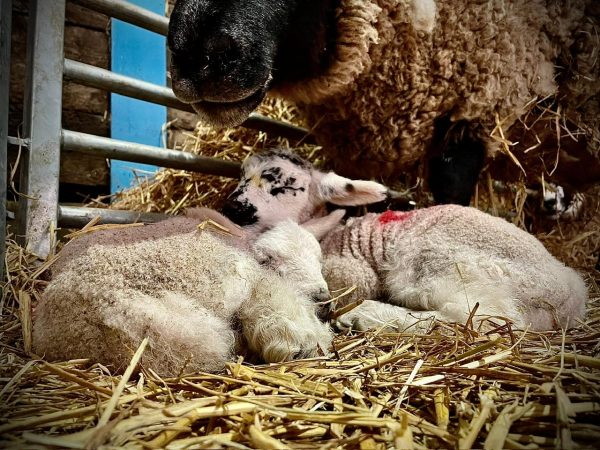General Admission including Lambing Week 2025