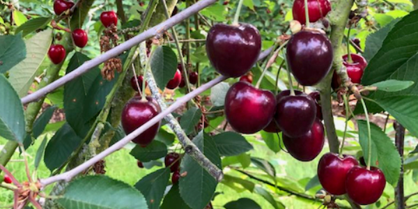 Cherry Picking