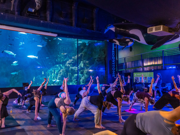 Yoga and Wellbeing at The Aquarium