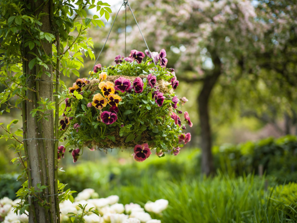 Create a Summer Hanging Basket Workshop