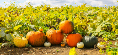 Farmer Scott's Pumpkin Picking