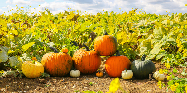 Farmer Scott's Pumpkin Picking