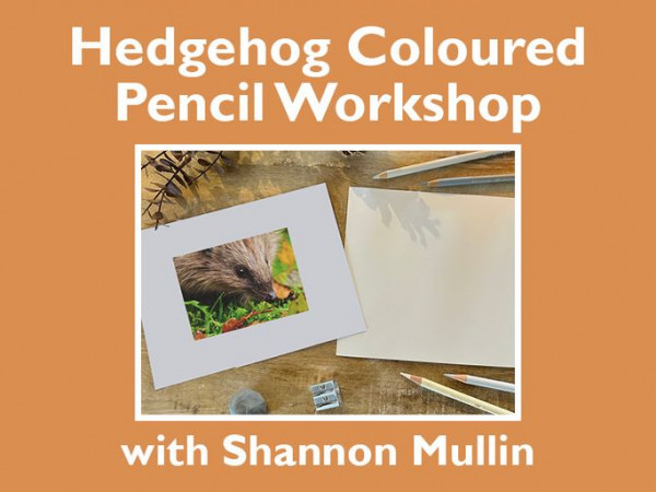 Hedgehog Coloured Pencil Workshop at Barton Grange