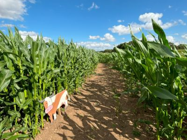 Thorpe Farm Maize Maze 2025
