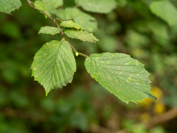 Donate to replant our woodland