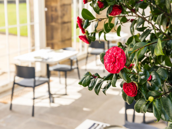 The Camellia House | RHS Flower Show
