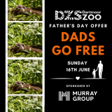DZS Father's Day - DADS GO FREE