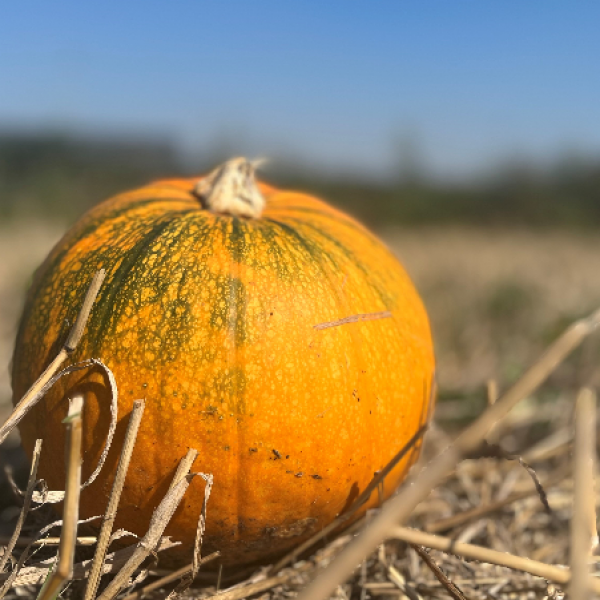 Stonehurst Farm Tickets Gift Vouchers Buy Online stonehurst-farm-tickets-gift-vouchers-buy-online