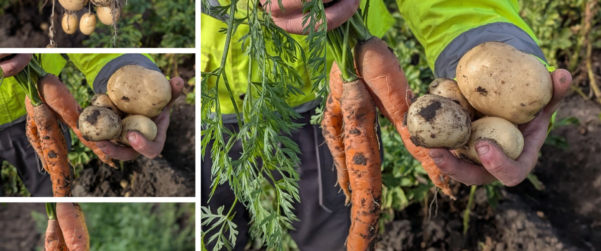 Farm Play Day + Big Potato Dig