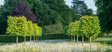 Garden Entry