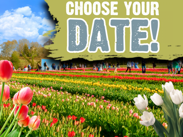 Phase 2 - Choose a date - Tulleys Tulip Fest Sussex 2026