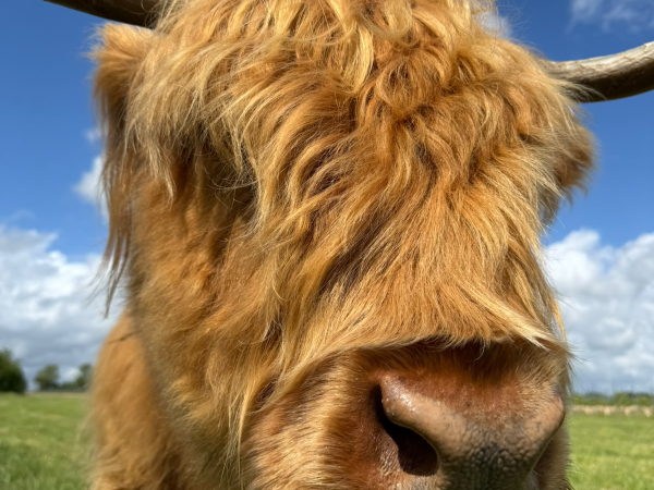 Highland Cow Summer Session