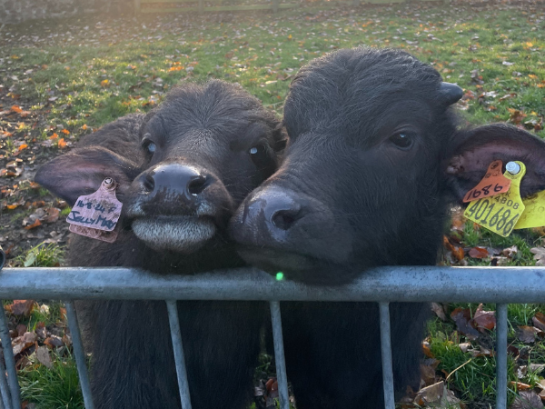 Buffalo Calf Bottle Feeding
