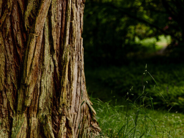 Forest Bathing and Aromatherapy Day