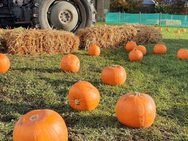 Pumpkinfest 2025