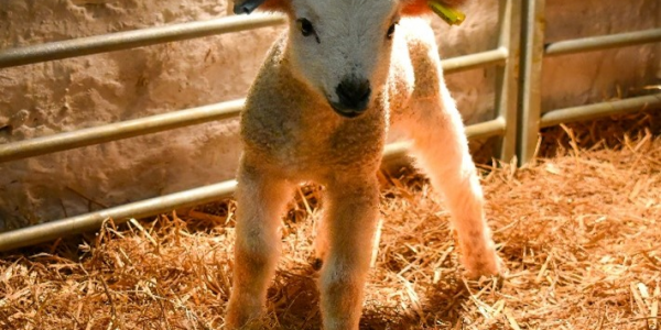 VIP Lambing Experience