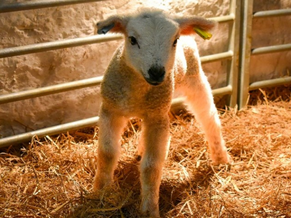 VIP Lambing Experience