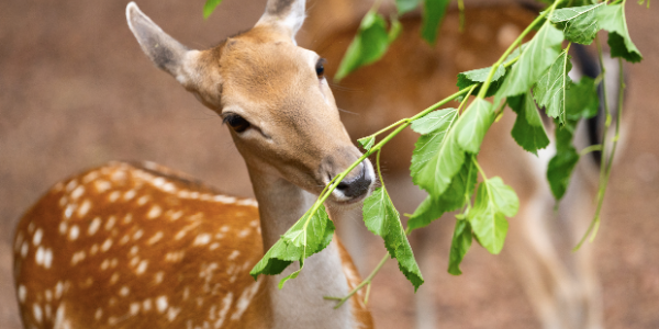 Deer Encounters