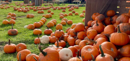 Pumpkin Festival 2024